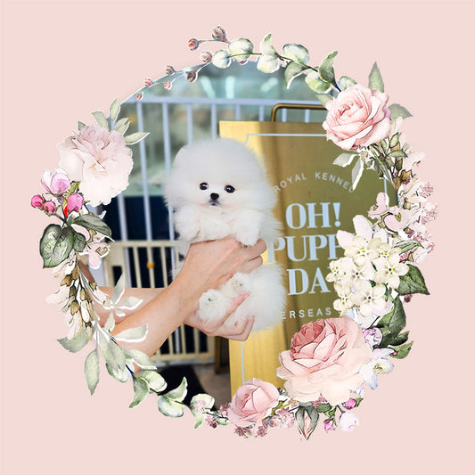 Pomeranian-Daisy (Singapore shipping fee included)