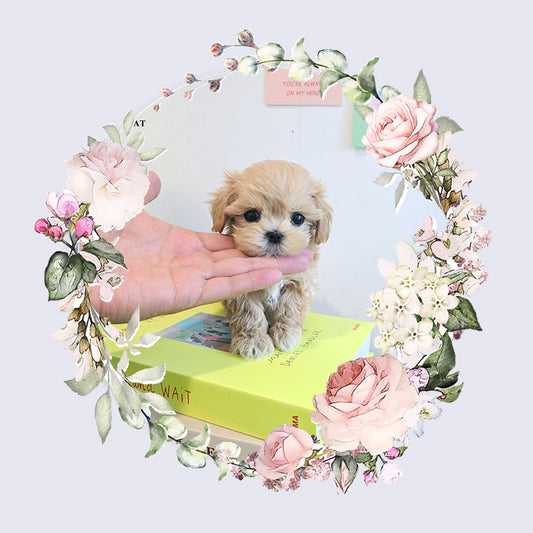 Mini Maltipoo- Ali (Singapore shipping fee included)