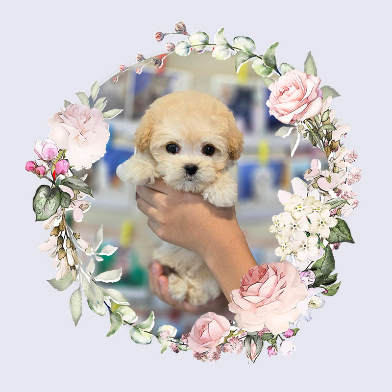 Mini Maltipoo- VIVI (Singapore shipping fee included)