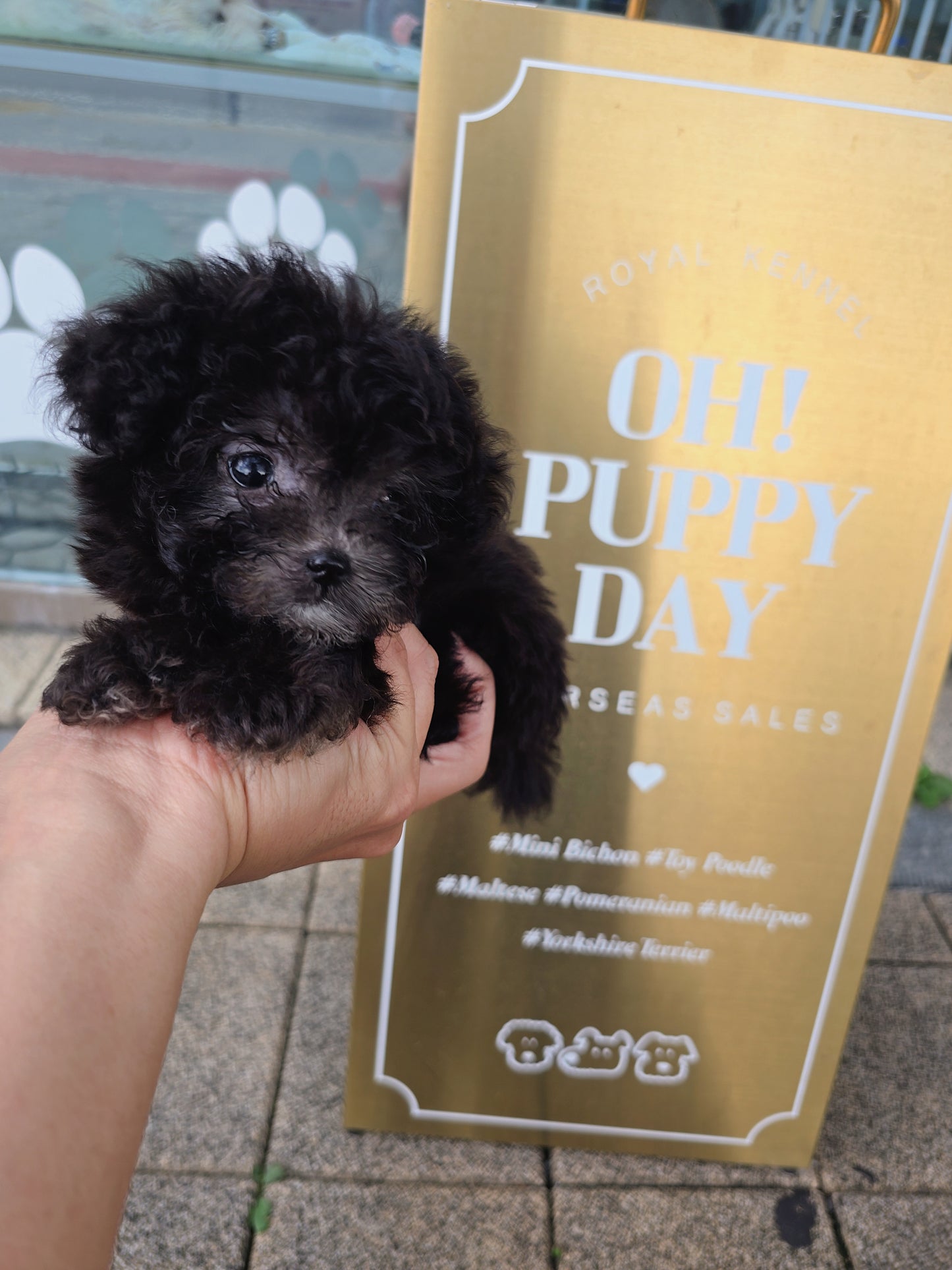 Toy poodle for sale-Buddy