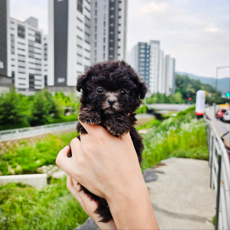 Tiny poodle for sale-Tiana