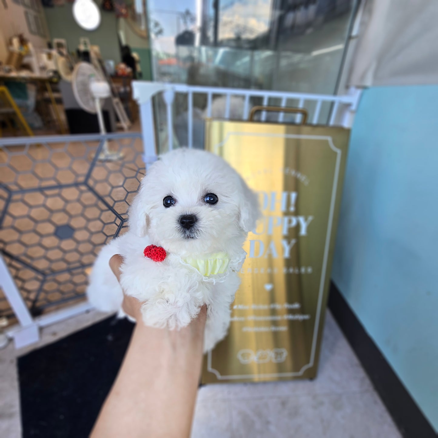 Mini Bichon Frise for sale-GOME