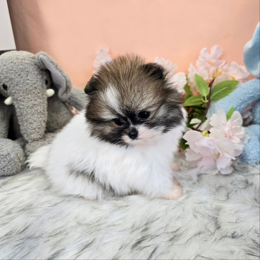 Pomeranian-Roy (Singapore shipping fee included)