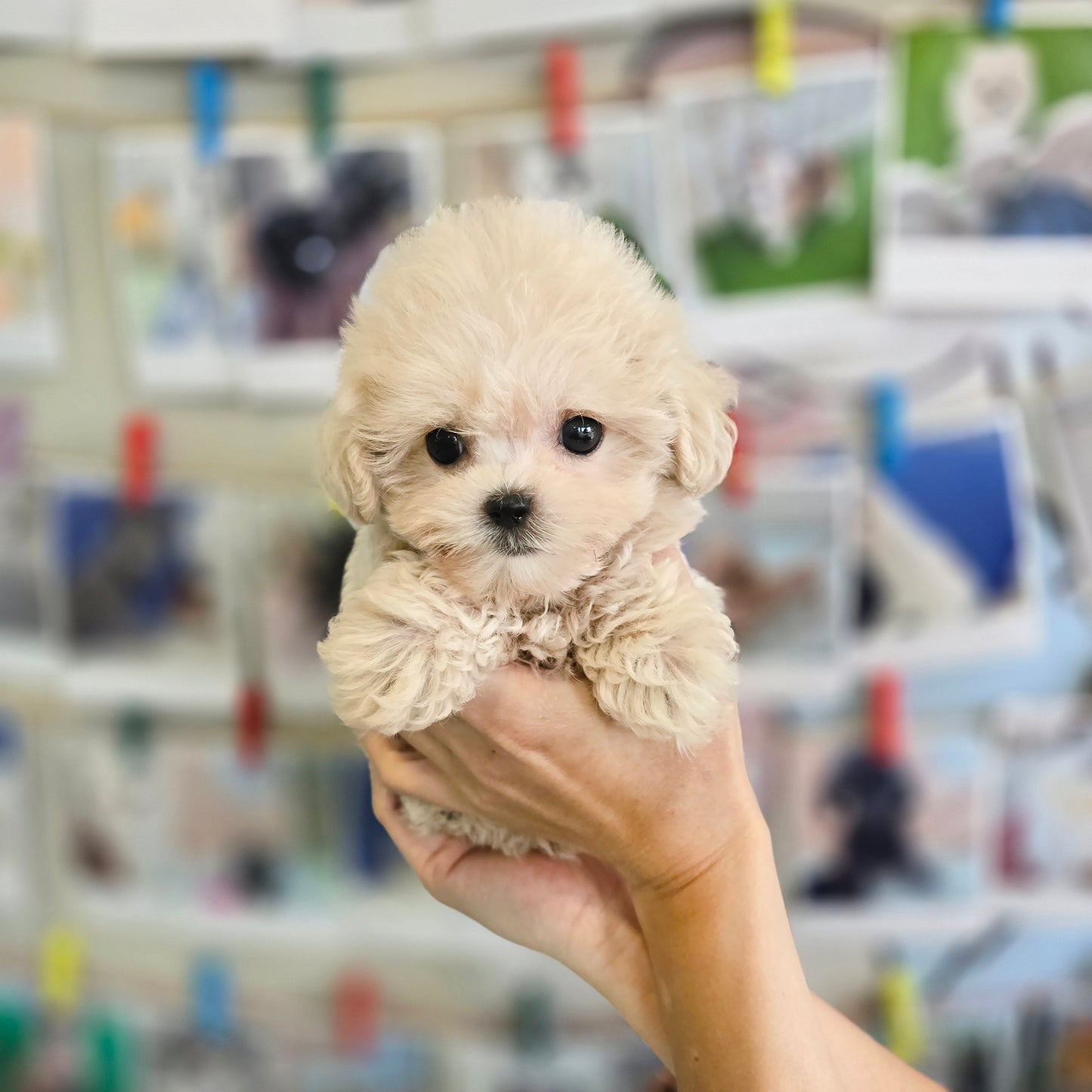 Mini Maltipoo for sale-Sharon