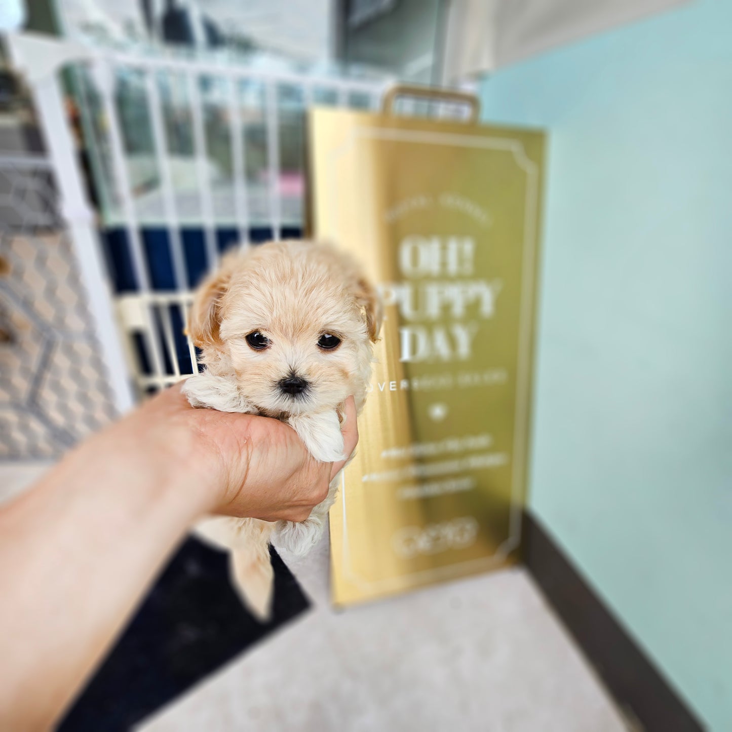 Mini Maltipoo- NATASHA (Singapore shipping fee included)