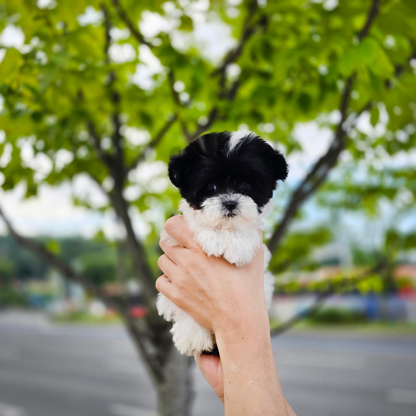 Mini Maltipoo for sale-OREO