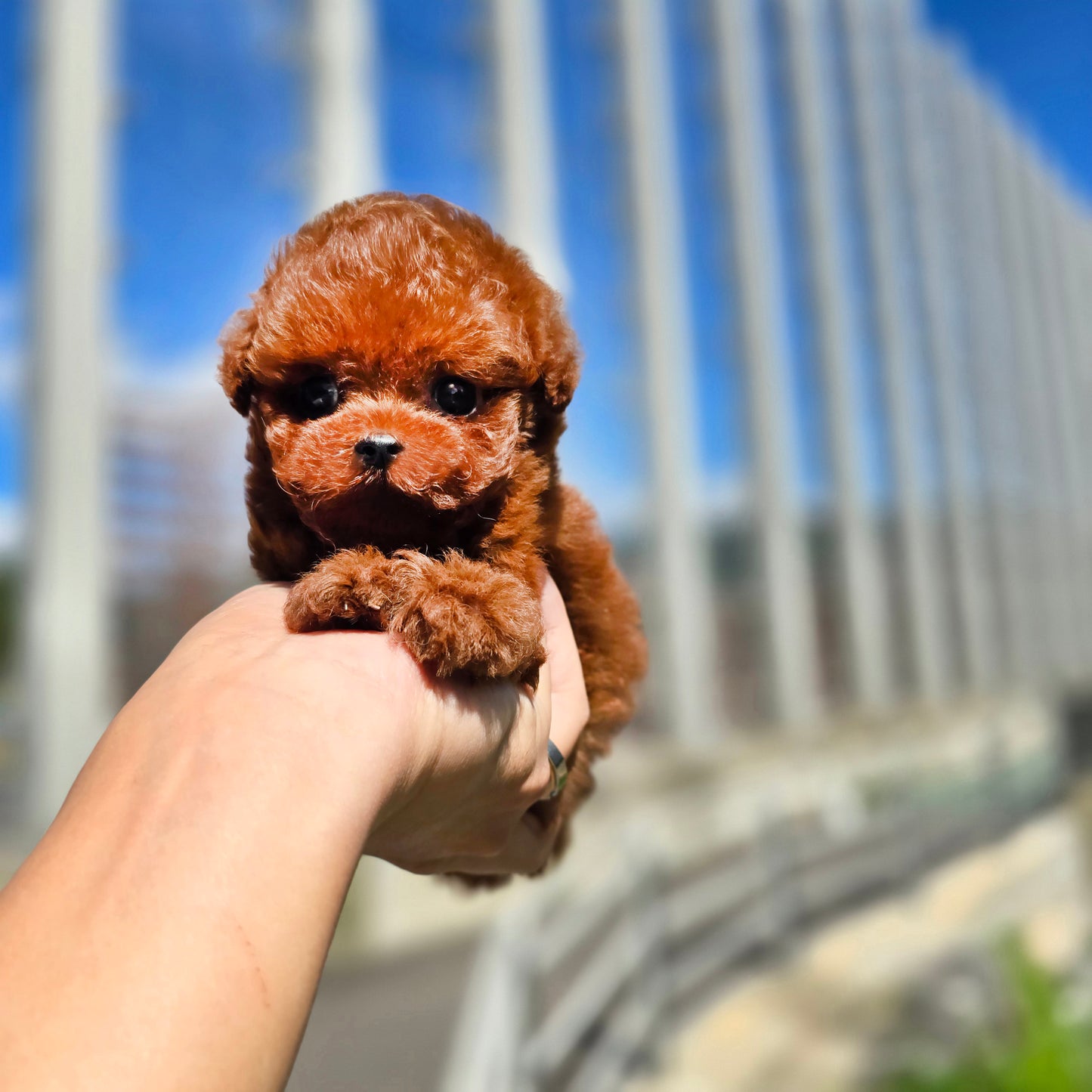 Tiny poodle for sale-Teddy