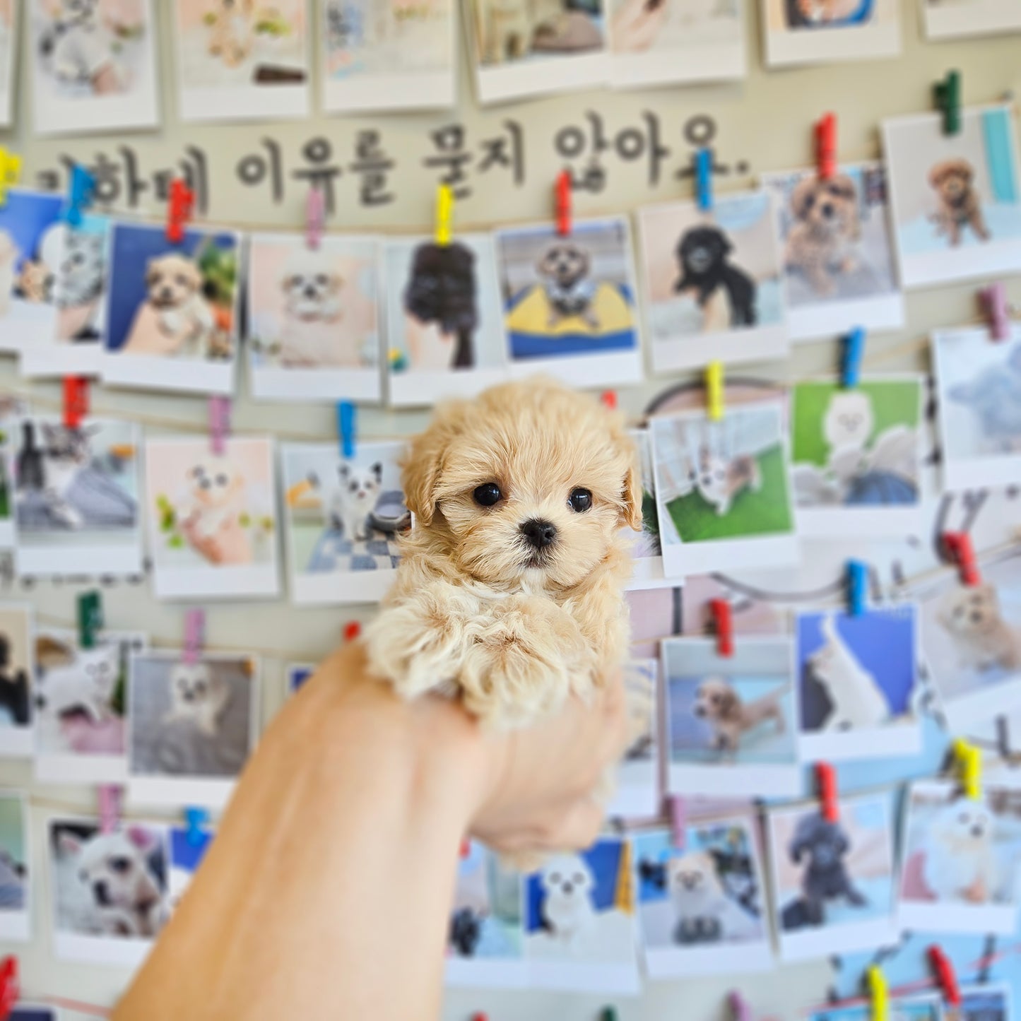 Mini Maltipoo- Mickey (Singapore shipping fee included)