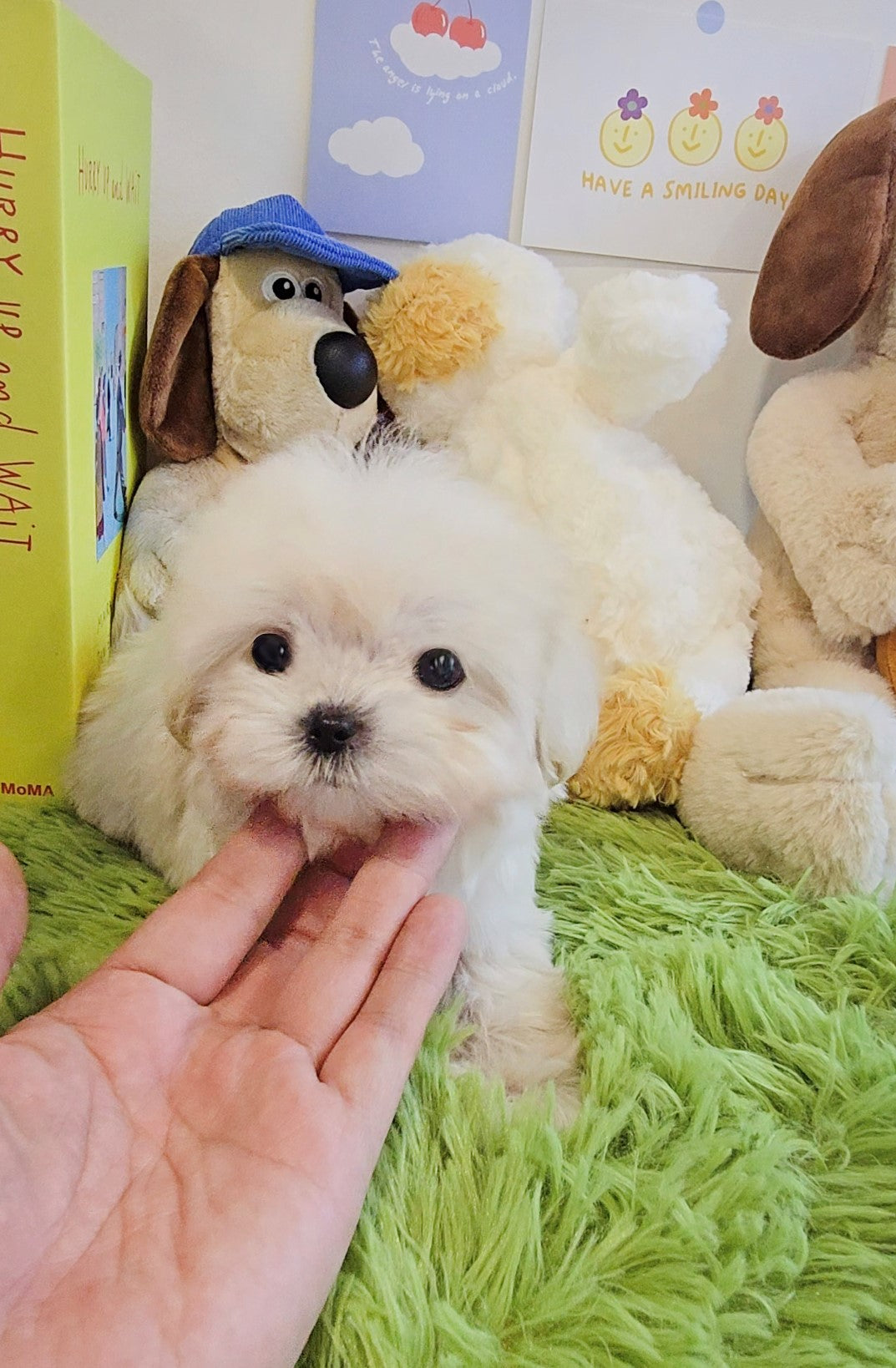 Mini Maltipoo for sale-Burberry