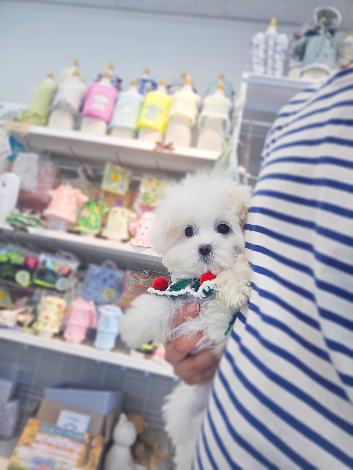 Maltipoo- Gomsun (Singapore shipping fee included)
