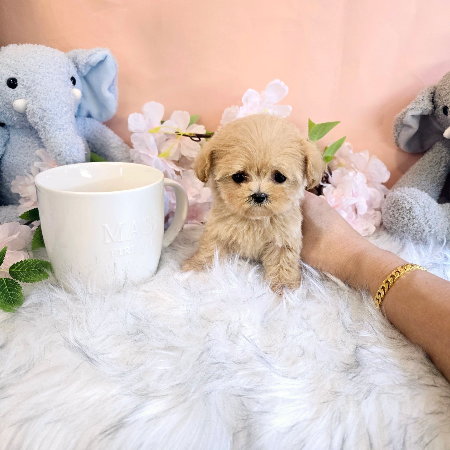 Mini Maltipoo for sale-Mia