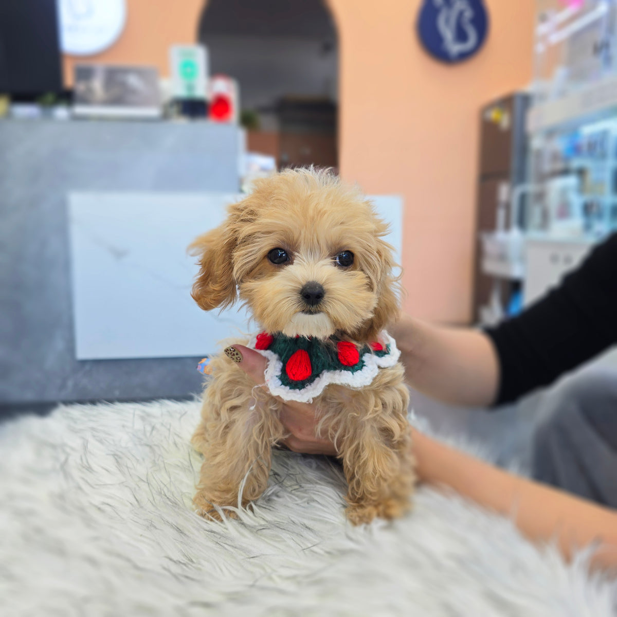 Maltipoo for sale-Babamba
