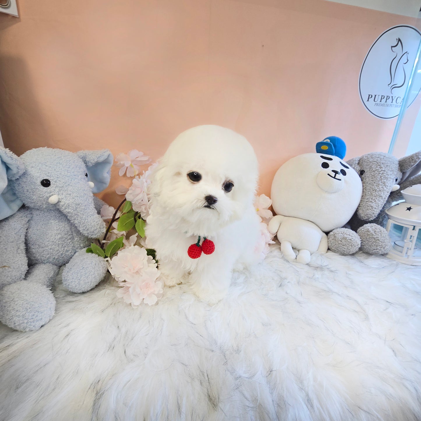 Mini Bichon - MANGO (Singapore shipping fee included)