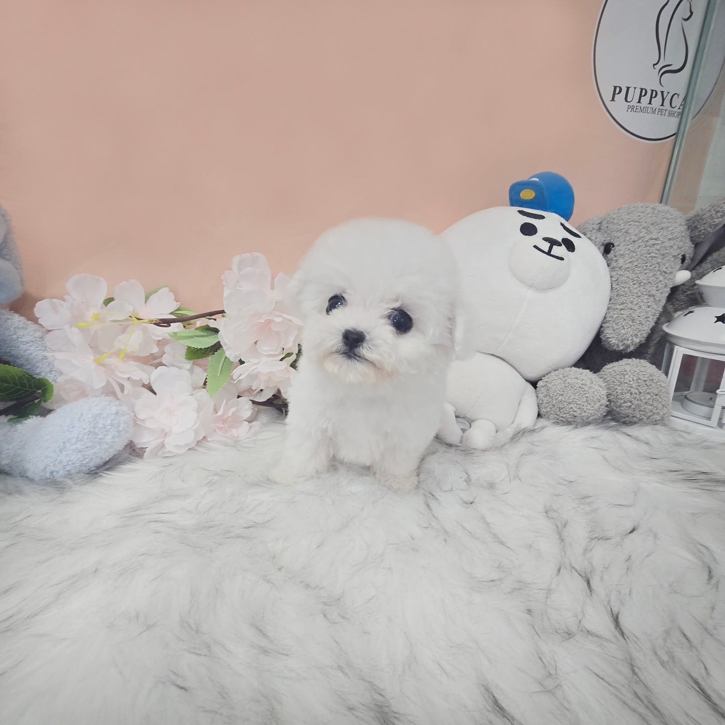 Mini Bichon Frise for sale-Lily