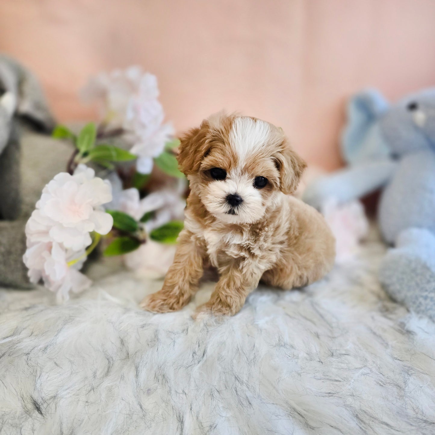 Mini Maltipoo for sale-LUCY