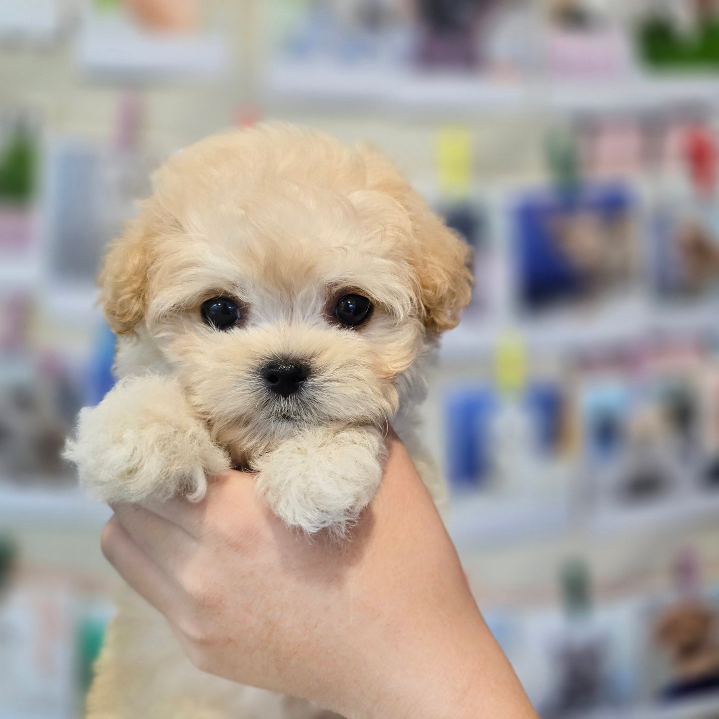 Mini Maltipoo for sale-VIVI