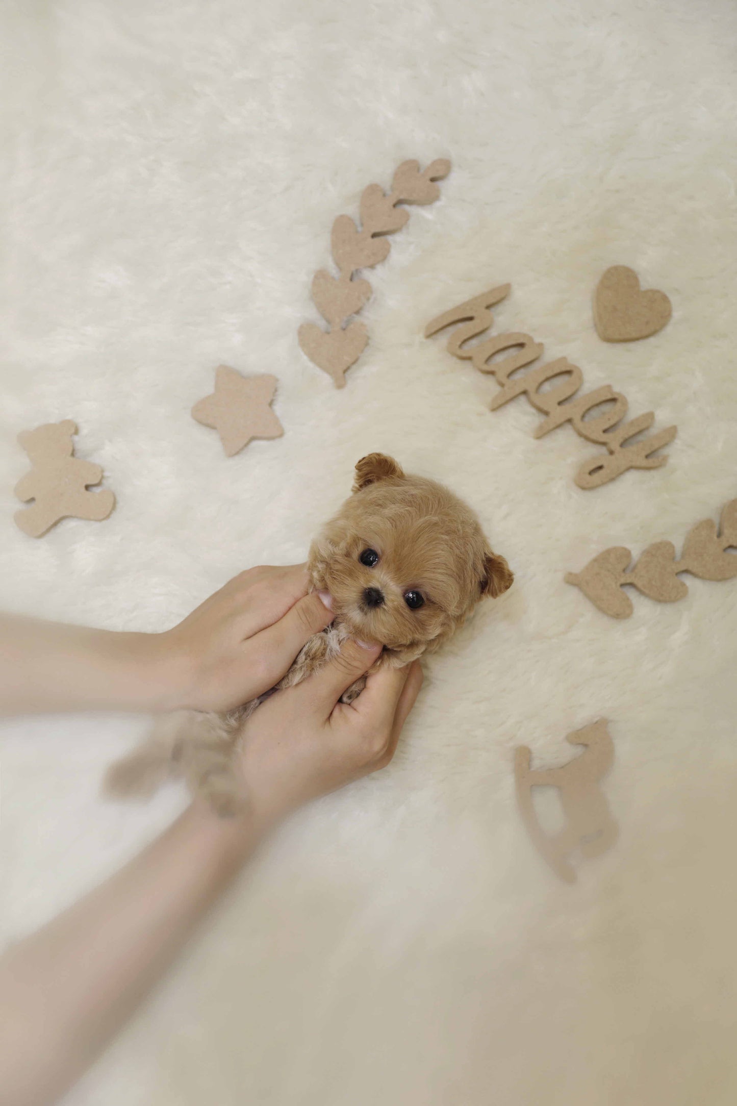 Mini Maltipoo-Apollo (Singapore shipping fee included)