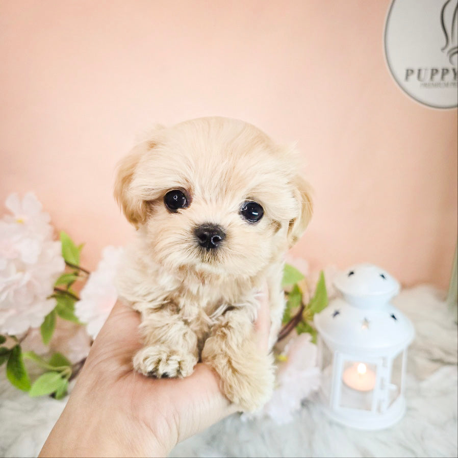 Mini Maltipoo- Moana (Singapore shipping fee included)