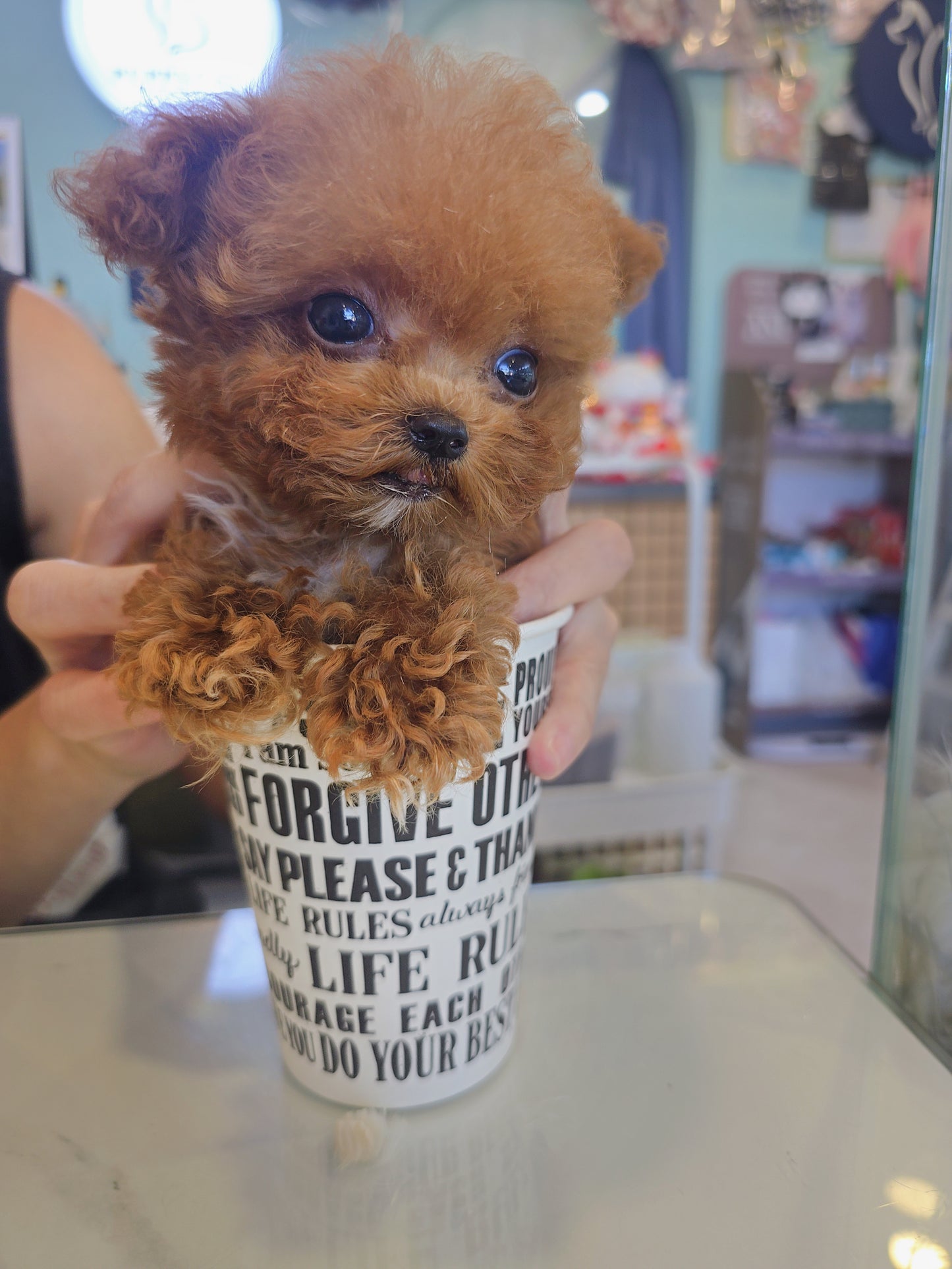 Toy poodle- Toby (Singapore shipping fee included)