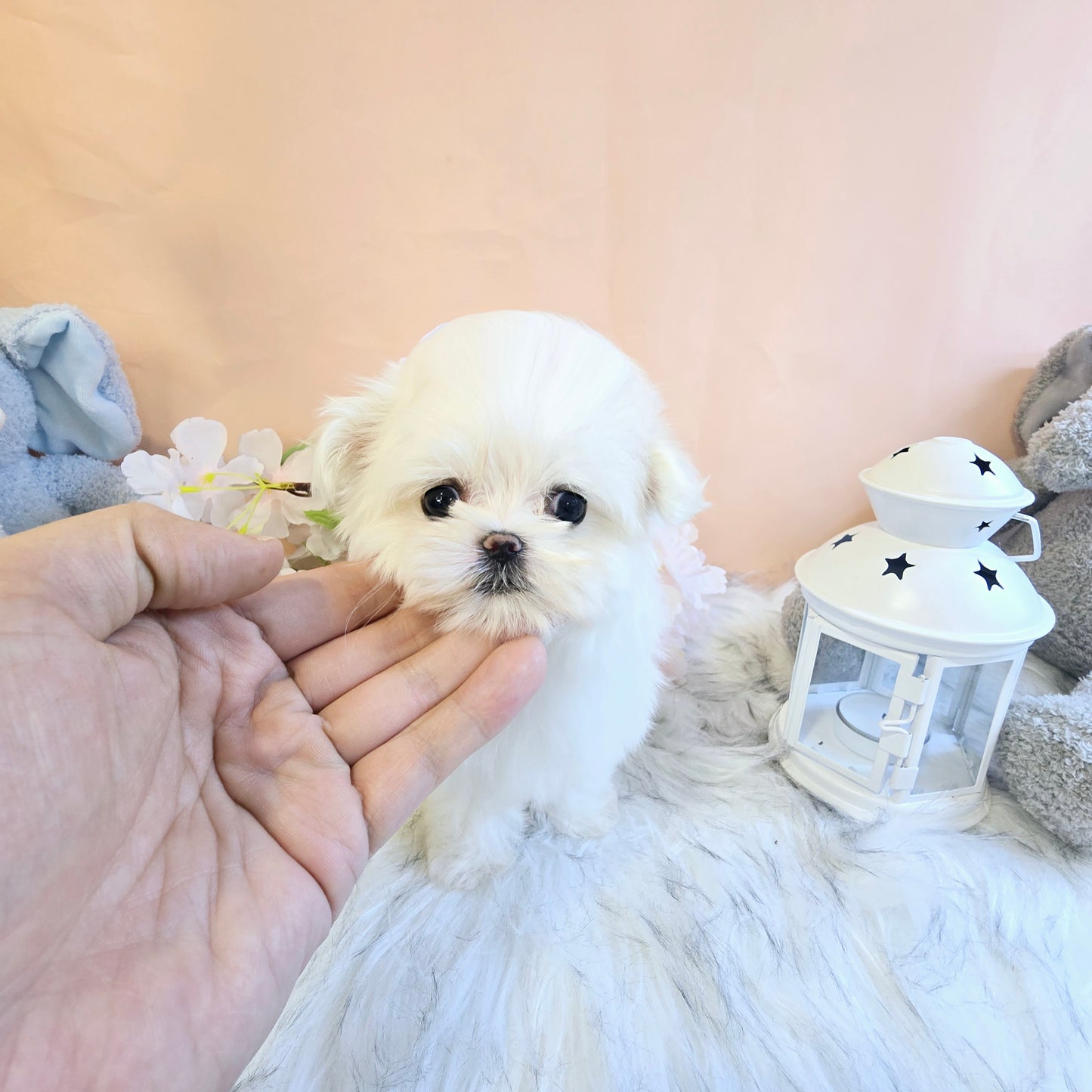 Mini Maltese for sale - Sasha