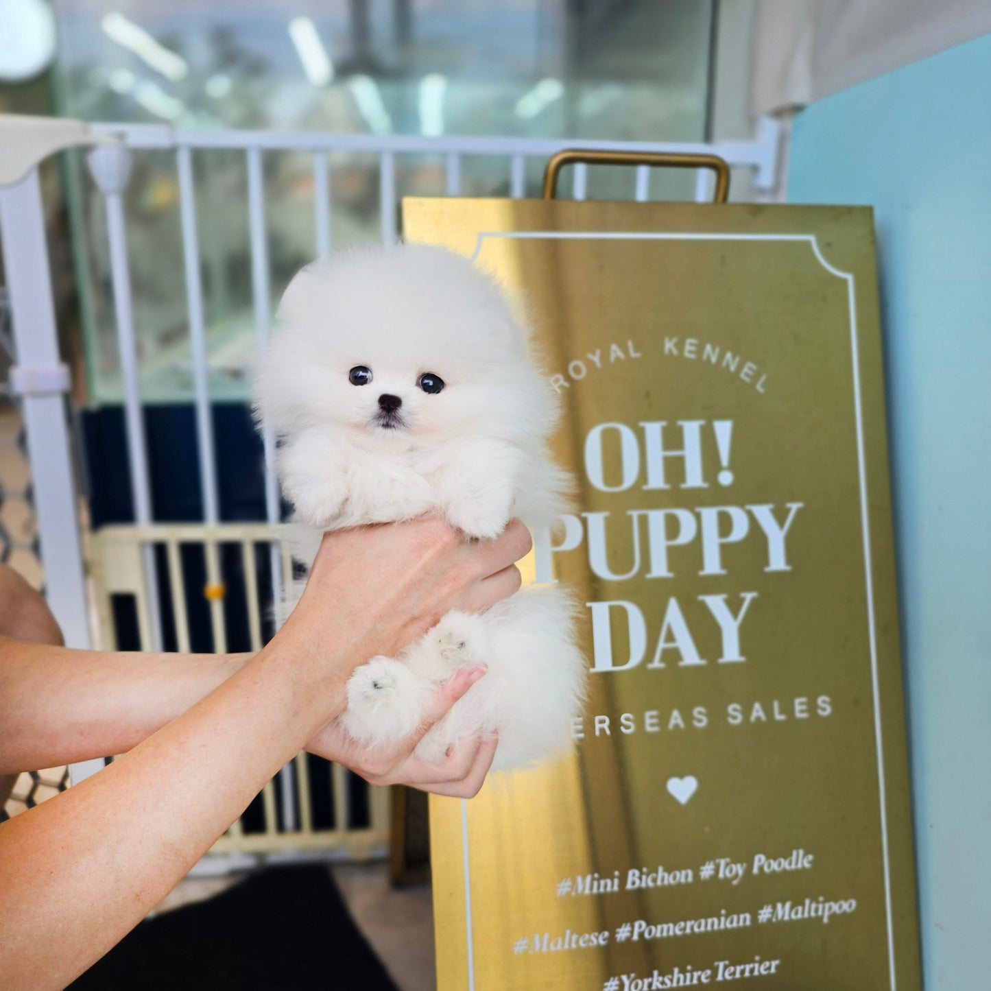 Pomeranian-Daisy (Singapore shipping fee included)