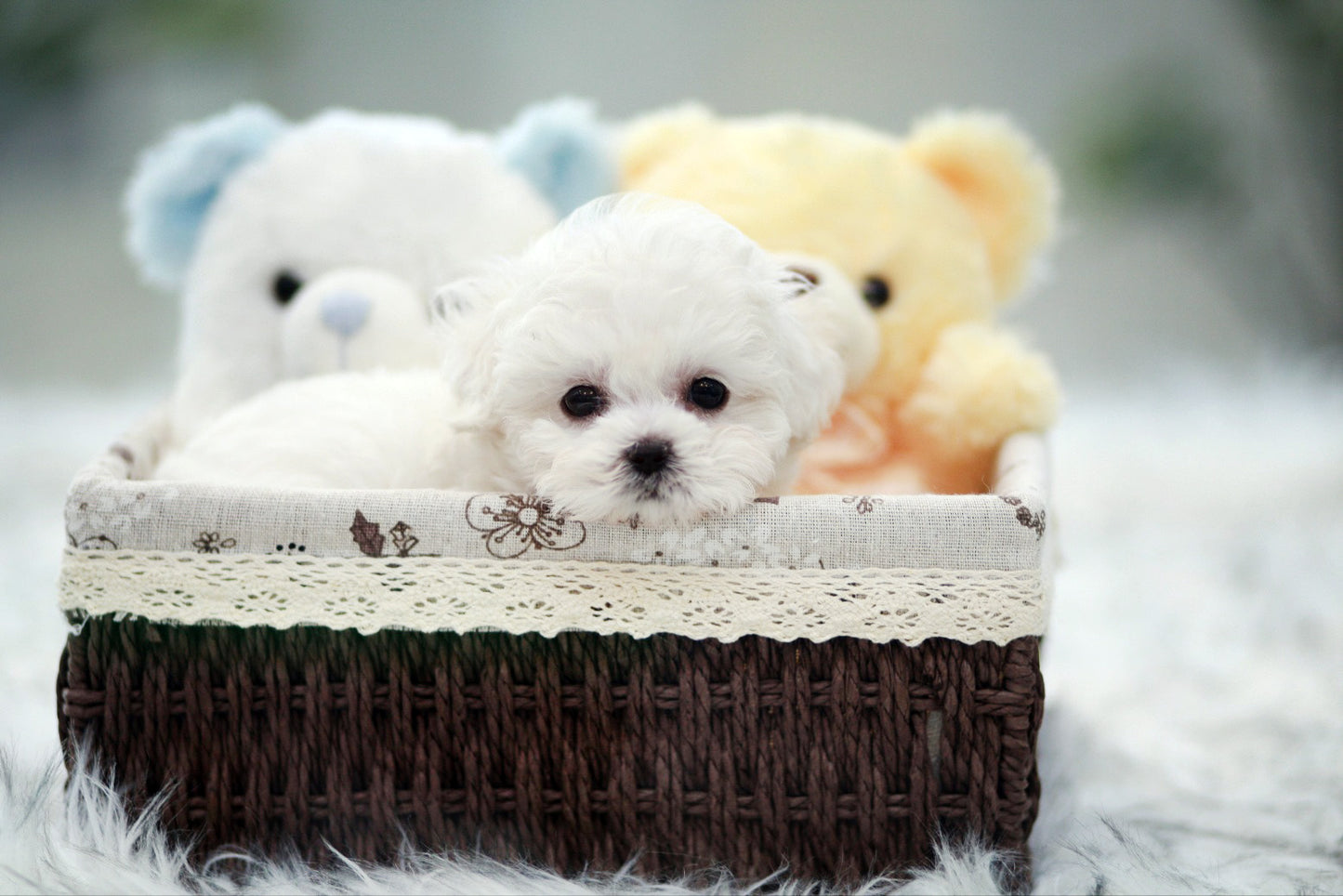 Bichon Frise for sale-Benji