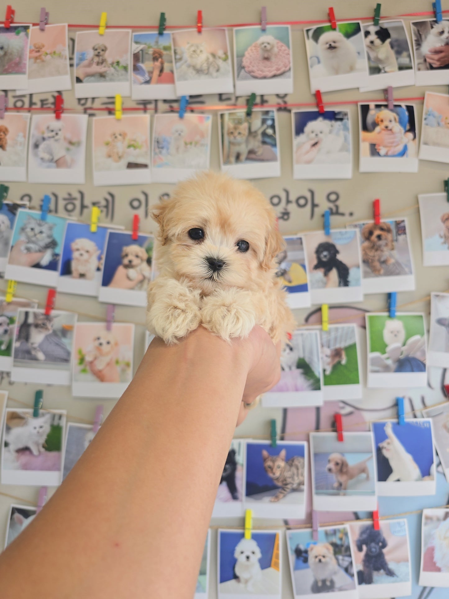 Mini Maltipoo- Cookie (Singapore shipping fee included)