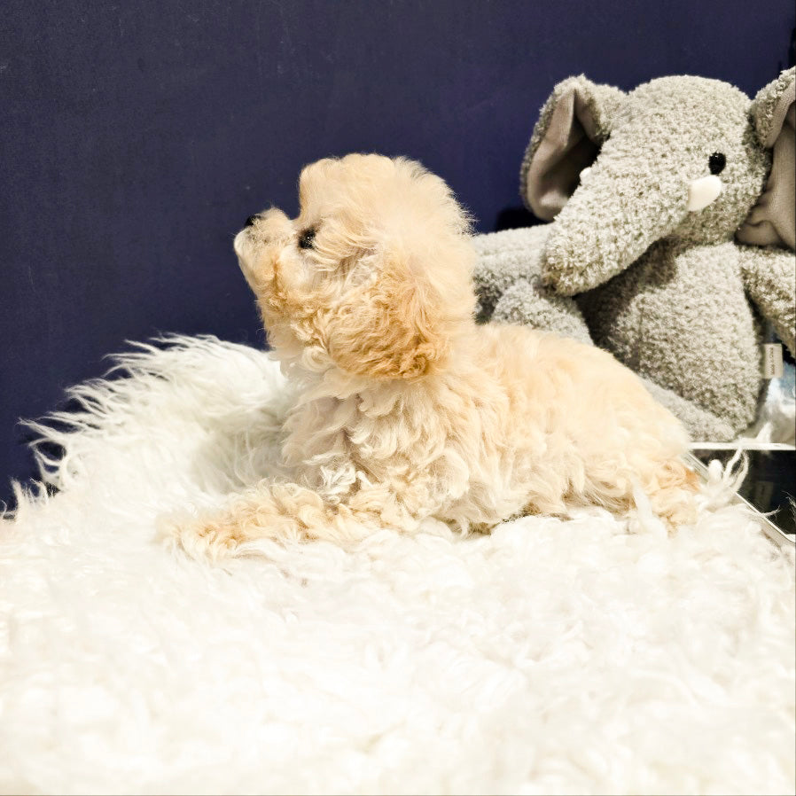 Toy poodle- Luna (Singapore shipping fee included)