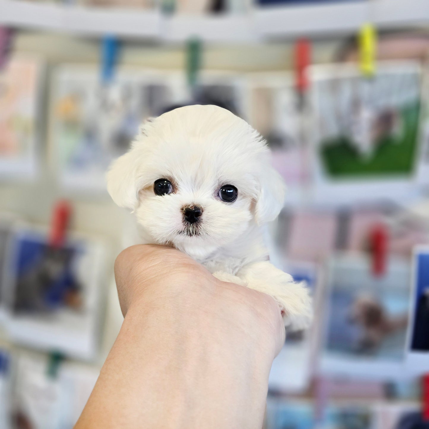 Mini Maltese- JENNY (Singapore shipping fee included)