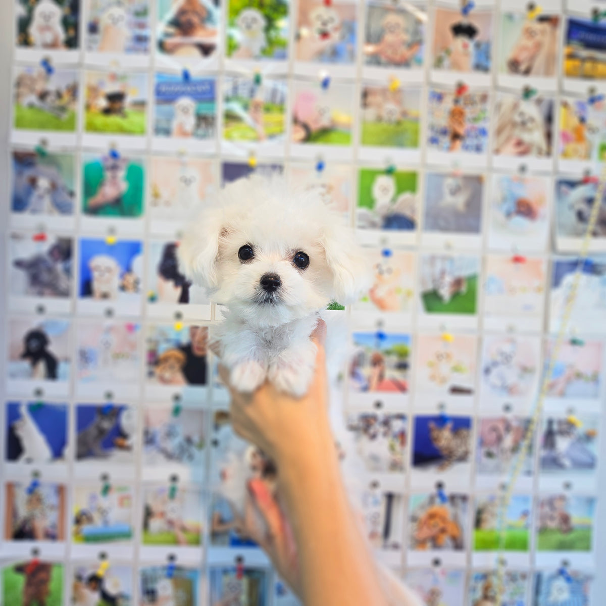 Mini Bichon Frise- Hera (Singapore shipping fee included)