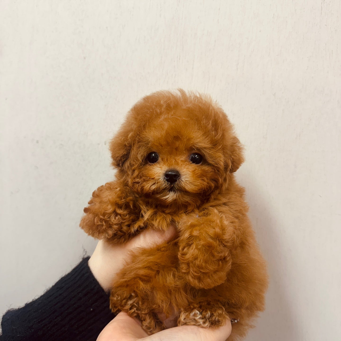 Tiny poodle- DUBU (Singapore shipping fee included)