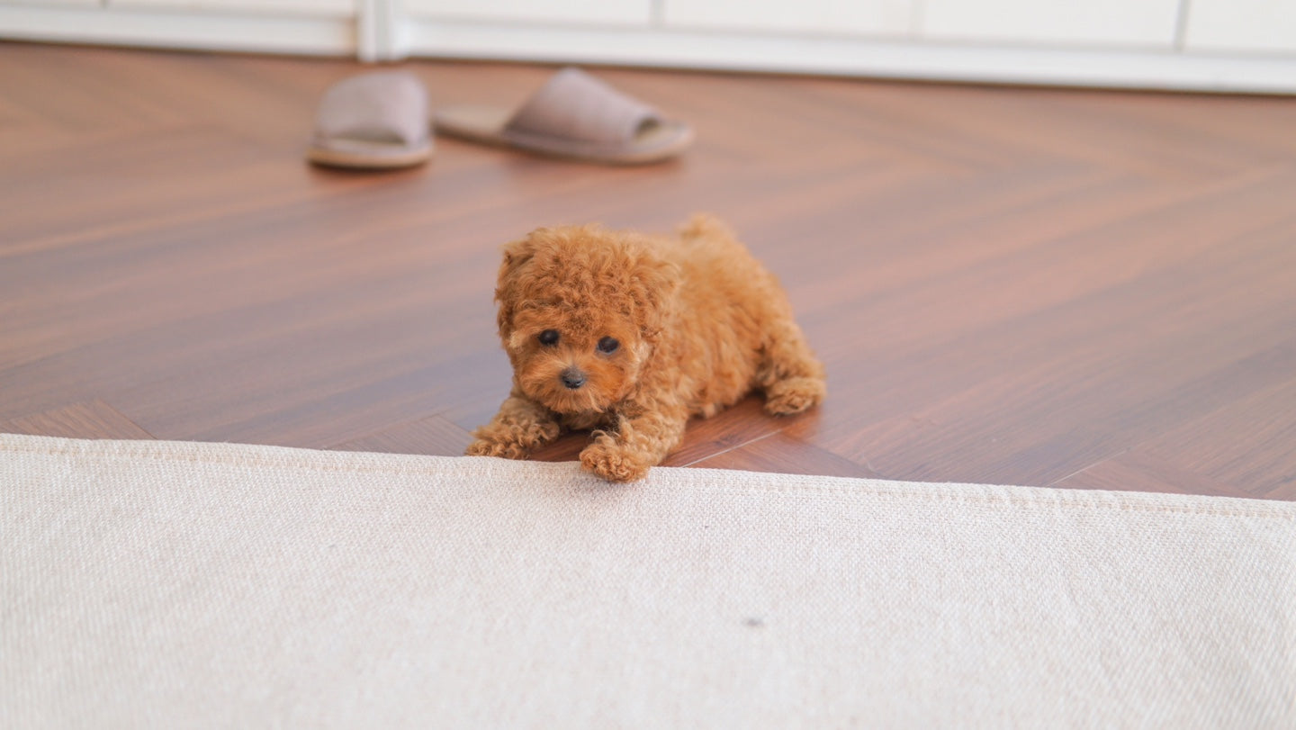 Tiny poodle- ANNA (Singapore shipping fee included)