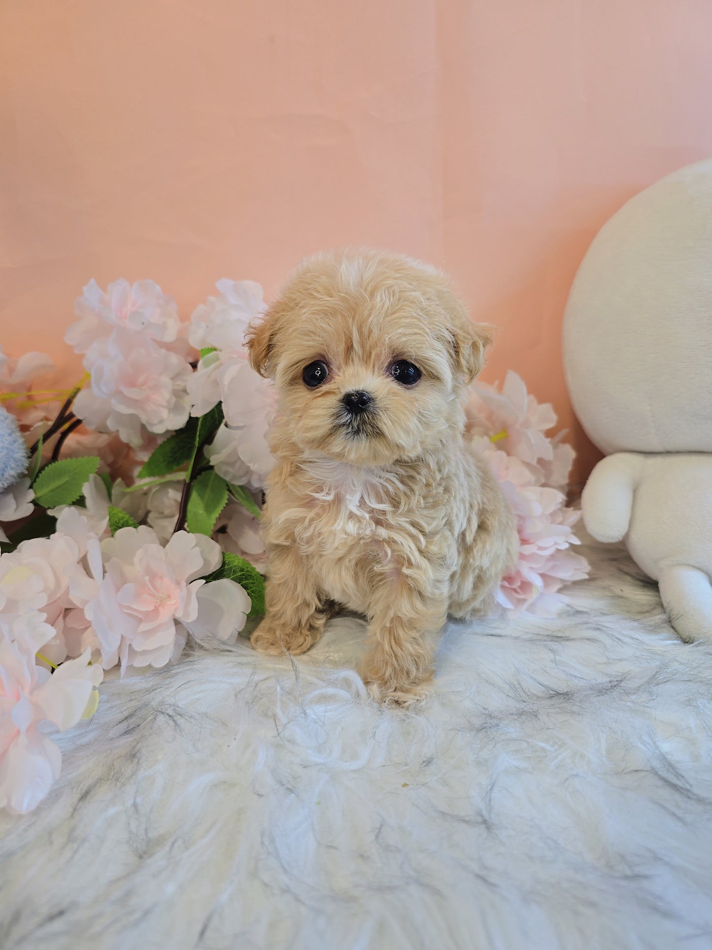 Mini Maltipoo- Molly (Singapore shipping fee included)