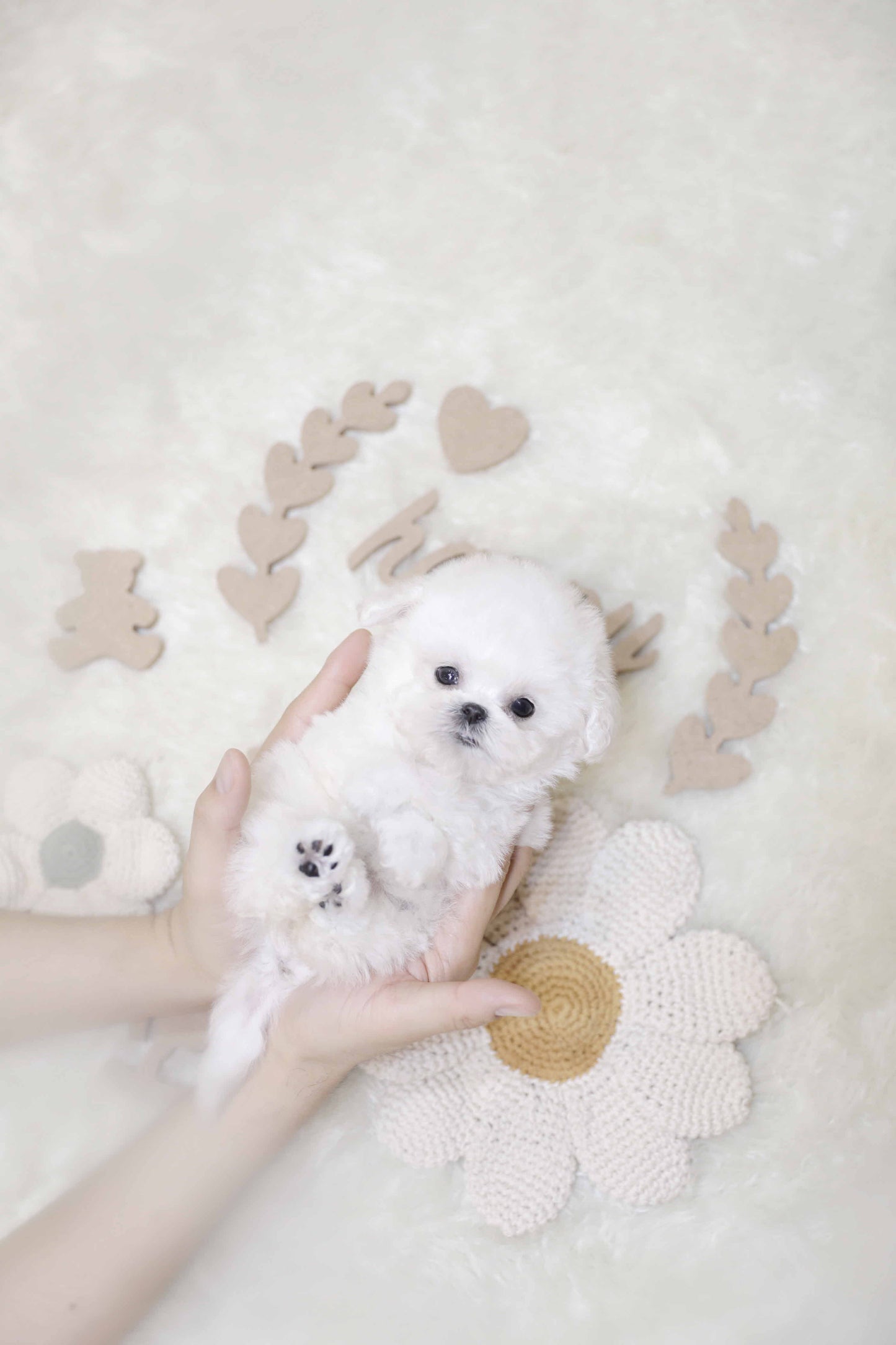 Mini Bichon Frise-Jeanne (Singapore shipping fee included)