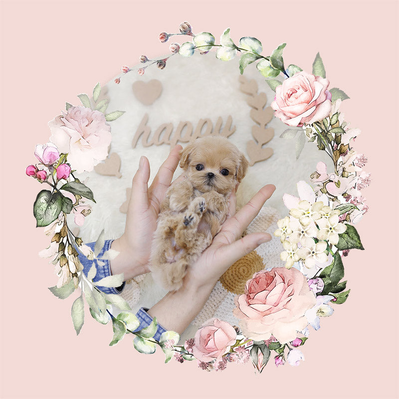 Mini Maltipoo-Marianne (Singapore shipping fee included)