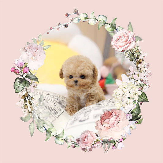 Tiny poodle- Rico (Singapore shipping fee included)