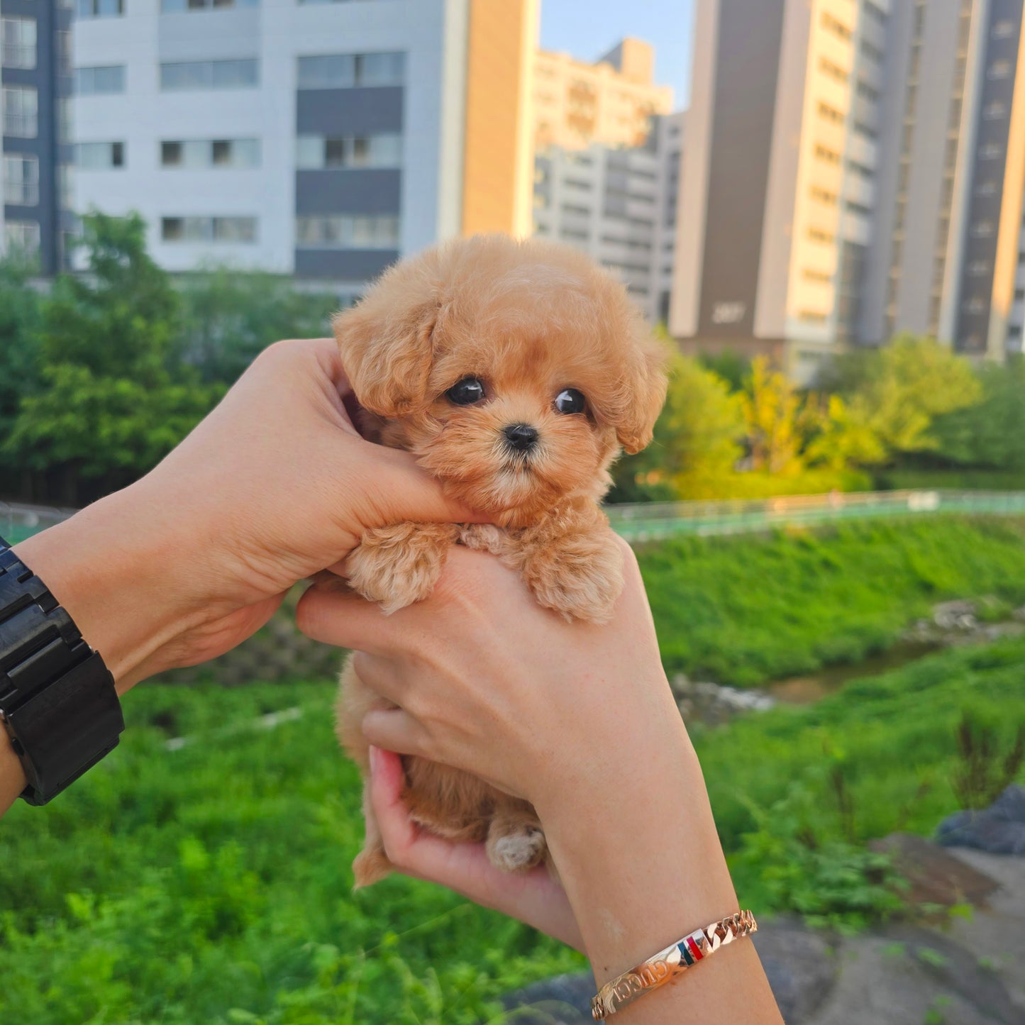 Mini Maltipoo for sale-Kkomi