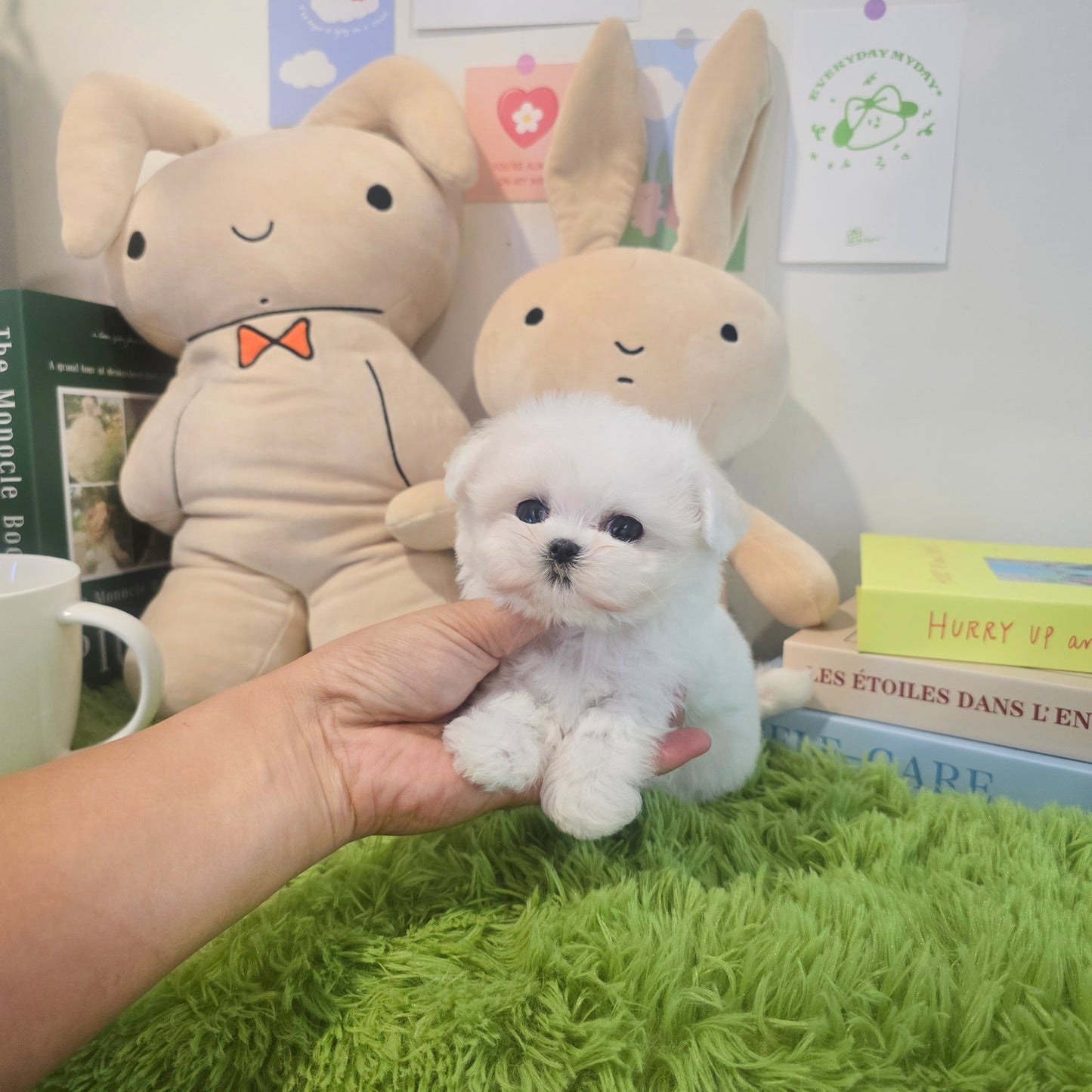 Mini Maltese- Rooney (Singapore shipping fee included)