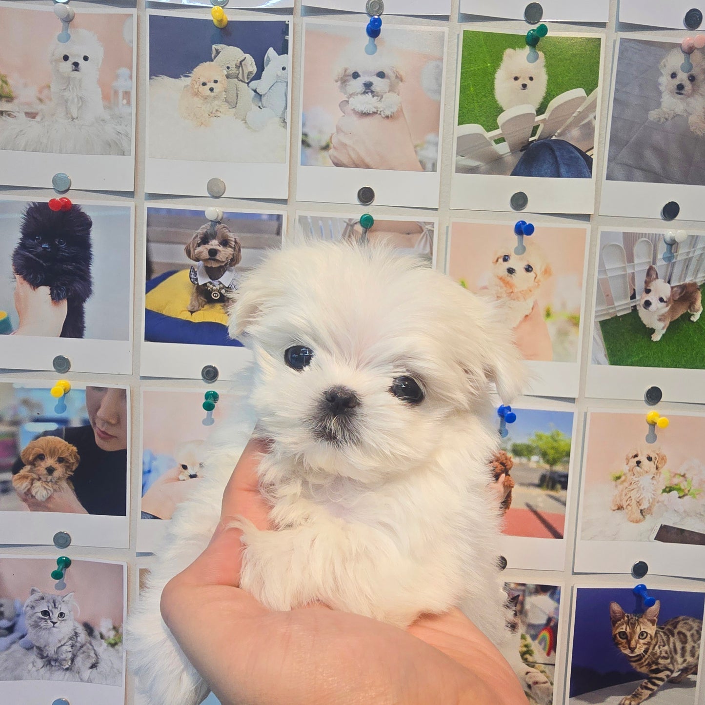 Mini Maltese-kyungsu (Singapore shipping fee included)