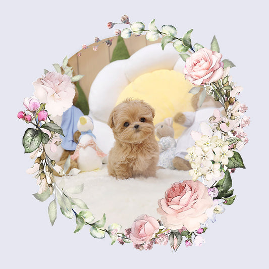 Mini Maltipoo-Nilo (Singapore shipping fee included)