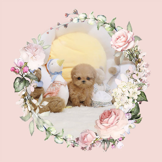 Tiny poodle for sale-Merida