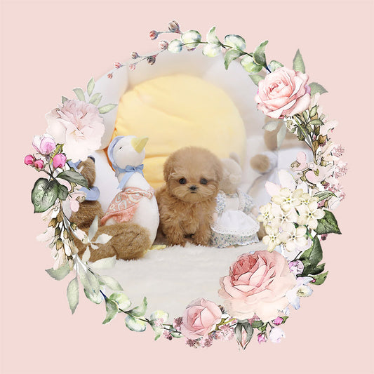 Tiny poodle-Merida (Singapore shipping fee included)