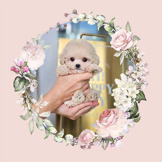 Mini Maltipoo- Sharon (Singapore shipping fee included)