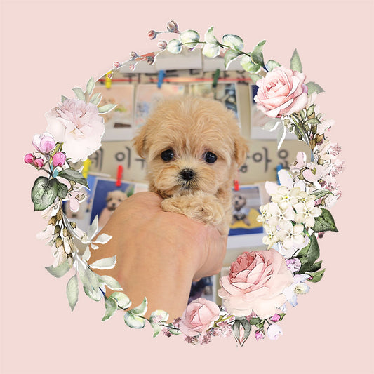 Mini Maltipoo- Molly (Singapore shipping fee included)