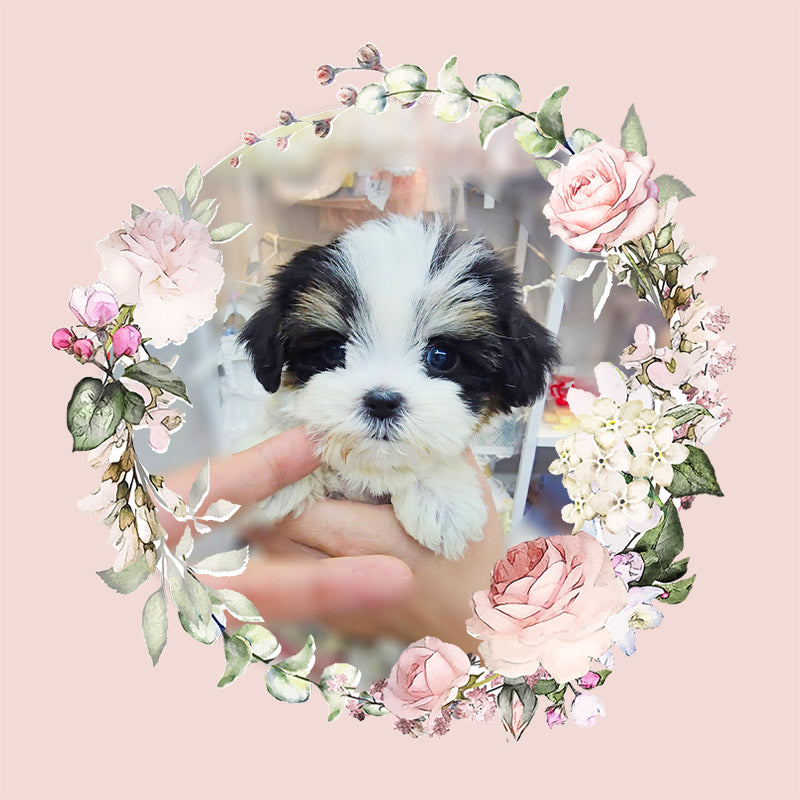 Mini Maltipoo for sale-Angel