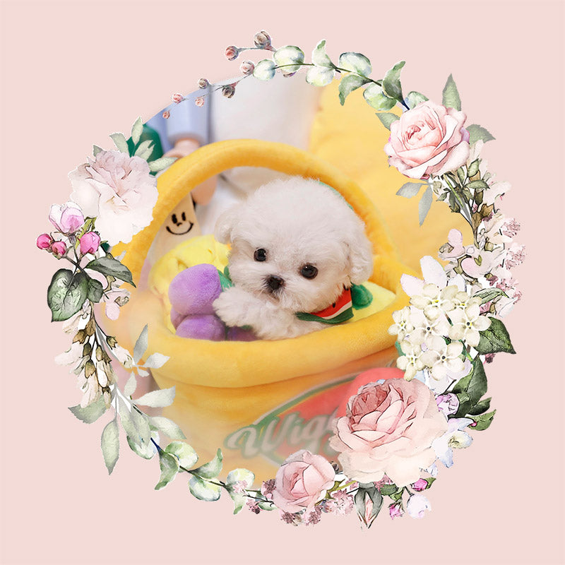 Mini Bichon Frise- Lyn (Singapore shipping fee included)