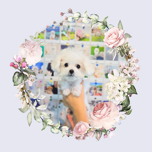 Mini Bichon Frise for sale-Hera