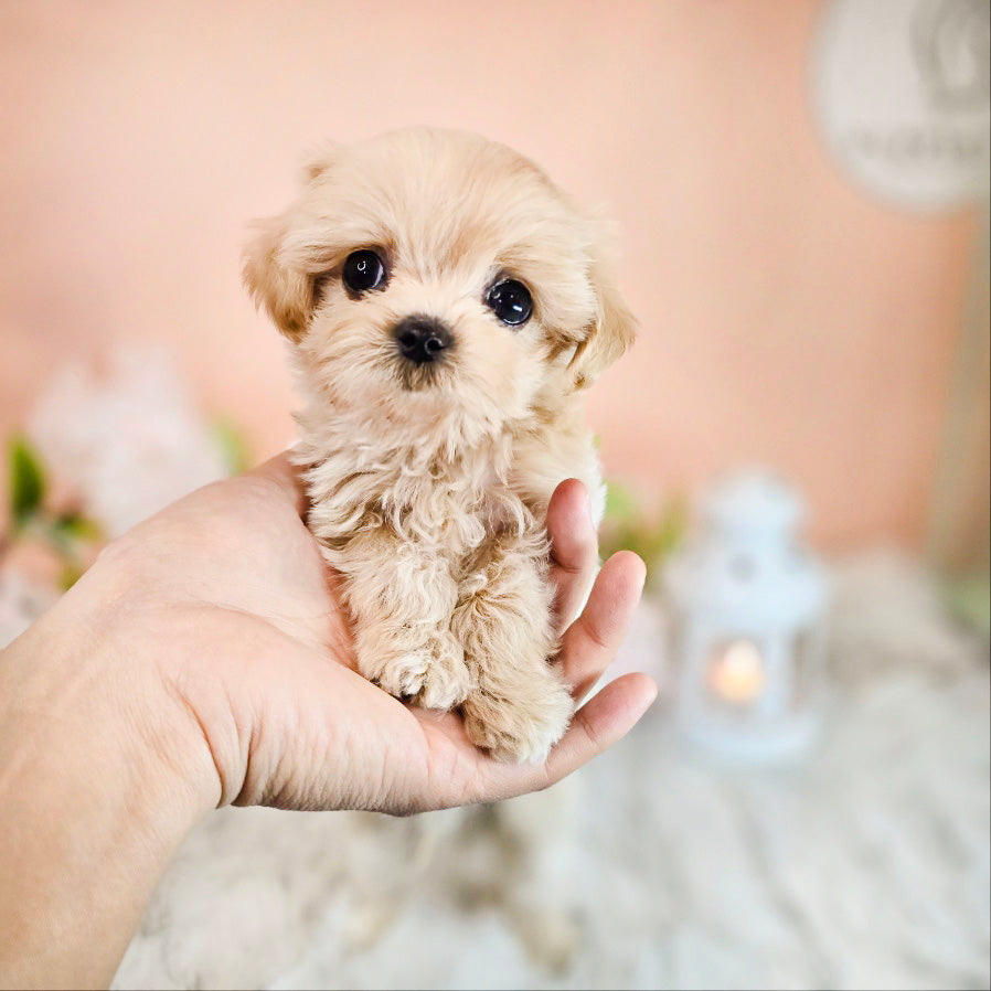 Mini Maltipoo- Moana (Singapore shipping fee included)