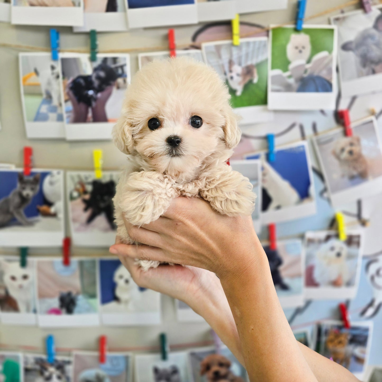 Mini Maltipoo- Sharon (Singapore shipping fee included)