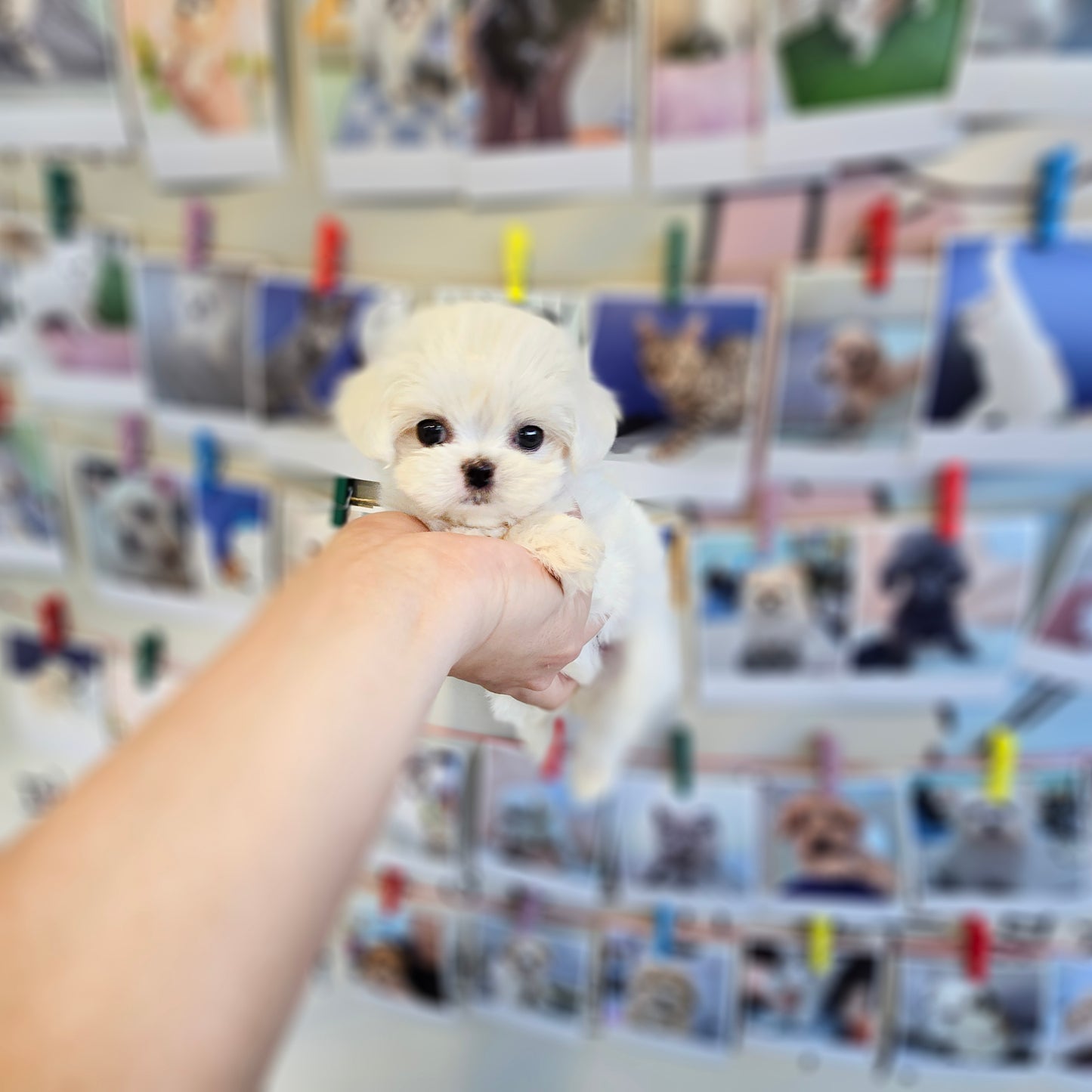 Mini Maltese- JENNY (Singapore shipping fee included)